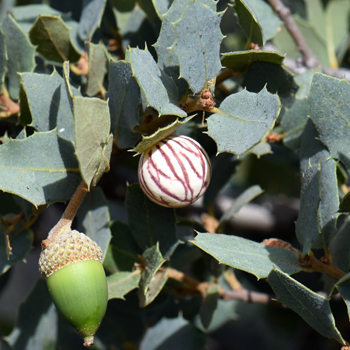 Sonoran Scrub Oak plays host to several varieties of gall wasps or gallflies of the sub-family Cynipidae. This photo shows a gall made by a cynipid wasp. Quercus turbinella